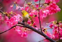 Blooming Flowers Images With High resolution - Duul Wallpaper How To Improve Sleep Quality For Better Health