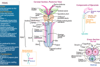Corpus cavernosum penis | anatomy | Britannica Corpus cavernosum penis | anatomy | Britannica