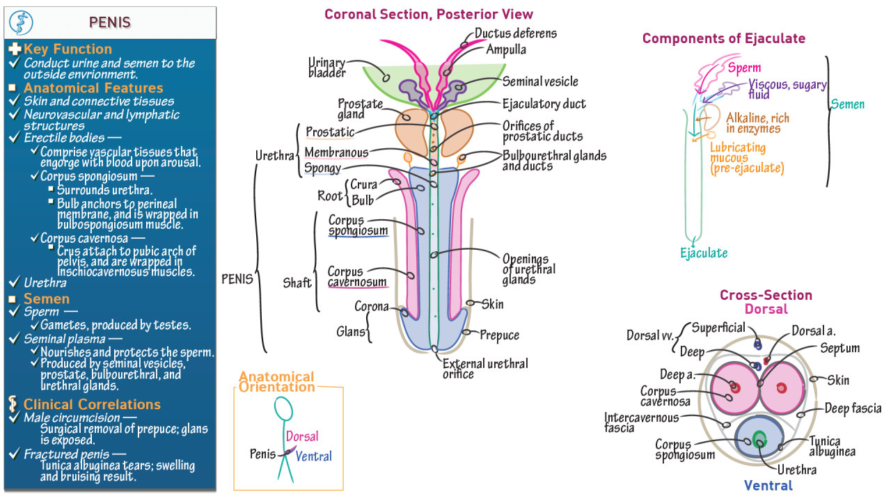 Corpus cavernosum penis | anatomy | Britannica