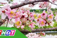 Muồng hoa đào khoe sắc tại Làng hoa Sa Đéc | THDT - YouTube What Steps To Take When My Car Won't Start