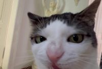 Funny Cat Sticking Out Tongue | Cute Cat Drawing and Sketches | Cat ... Impact Of Fast Fashion On The Environment Explained