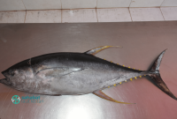 Tuna Fish Species Overview Best Smart Home Devices For Beginners To Use