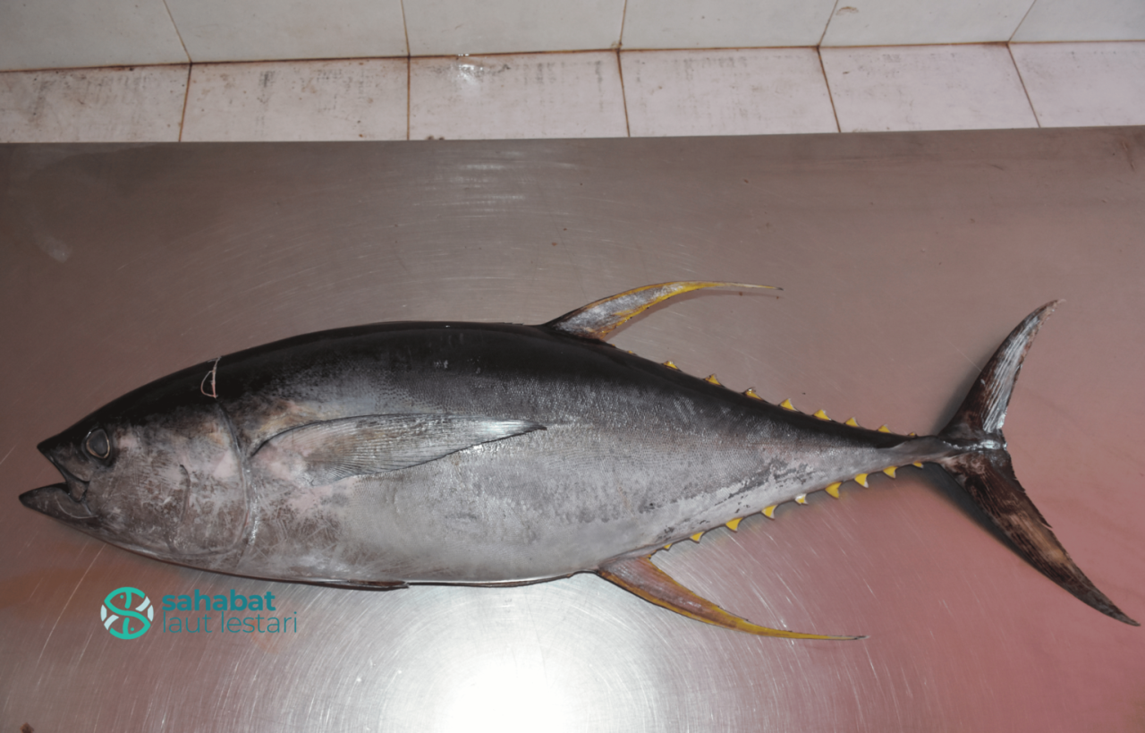 Tuna Fish Species Overview Best Smart Home Devices For Beginners To Use