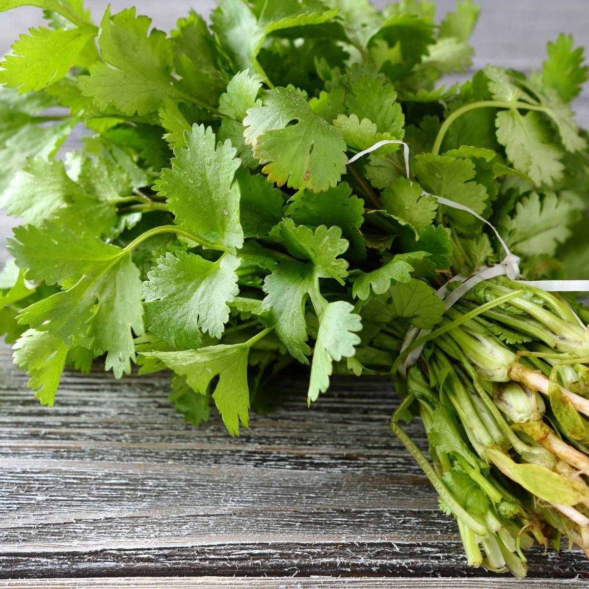 coriander leaves | pfeiffer family: the indian cookbook How To Set Up A Smart Home With Affordable Devices