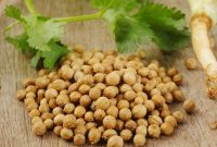 Fresh growing coriander - Free Stock Image How To Set Up A Smart Home With Affordable Devices